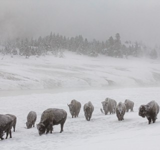 VS-1073-États Unis-Wyoming, Parc de Yellowstone, bison d'Amérique