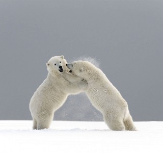 VS-2023-États Unis-Alaska, Kaktovik, ours polaire