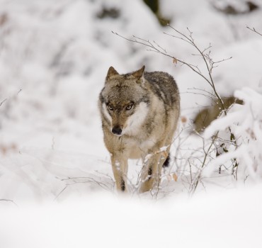 VS-1035-Allemagne-Bavière, Parc National de Neuschönau, Loup d'Europe
